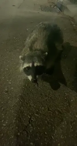 Tb to when this mf attacked me smh #fyp  #icouldvedied #raccoon #iloveraccoons 