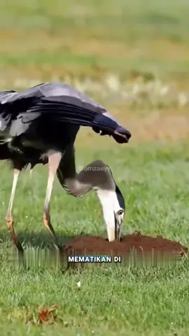 Pembunuh Kilat dari Rawa: Bangau dengan Serangan 0,1 Detik 📄 Deskripsi: Jangan tertipu oleh penampilannya yang tenang. Bangau besar ini adalah predator cepat dan presisi di habitat rawa. Dengan paruh tajam dan leher berbentuk S yang bisa melontar dalam sekejap, ia mampu membunuh mangsanya hanya dalam 0,1 detik. Walau tak bergigi, tenggorokannya yang elastis sanggup menelan mangsa hingga 400 gram tanpa kesulitan. Inilah salah satu pemburu paling efisien di alam liar. 🏷️ Hashtag: #PredatorRawa #BangauPemburu #SeranganCepat #FaktaHewan #DuniaHewan #HewanLiar #WildlifeIndonesia #HewanUnik #BurungPemangsa #0DetikMematikan