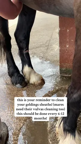 the real w*lly washer is coming in the next few months. fellers such a good lad about having his heath cleaned. #sheathcleaning #whitegaterockefeller 