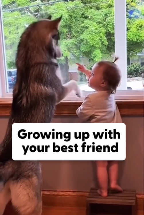 Dog and baby growing up together ❤️ #dog #baby #pet #Love #cute #bestfriend #lovestory #dogsoftiktok #foryou #usa🇺🇸 