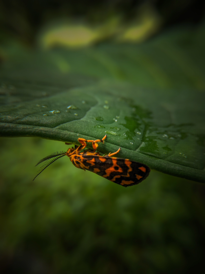 macro photography #macrophotography #macrolens #photography #mobilephotography #photoediting #foryou 