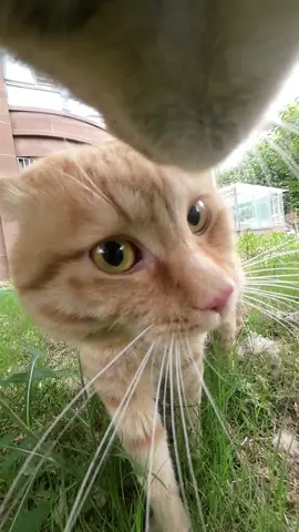 The little orange cat I picked up last year has grown up. Doujuan can’t win an argument with it. What about Maxwell?#catsoftiktok 