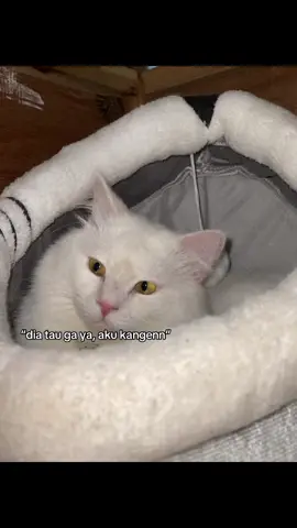 🤝🏻