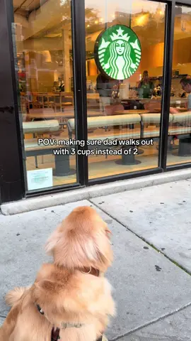 the tongue goes on autopilot😋 #goldenretriever #chicago #dogtok #goldenboycharlie #dogsoftiktok #puppy #dog #goldenretrieverpuppy #goldenretrieverpup #cutedog #goldenretrieverlife 