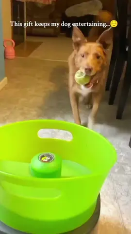 Dog likes to play ball🤣#dog#funny#funnyanimals#funnypets#animals #dogsofttiktok #pet #foryou #longervideos