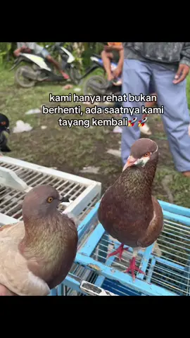 next time kita kasih kejutan #merpatikolong #merpatilovers #fyp #foryoupage 