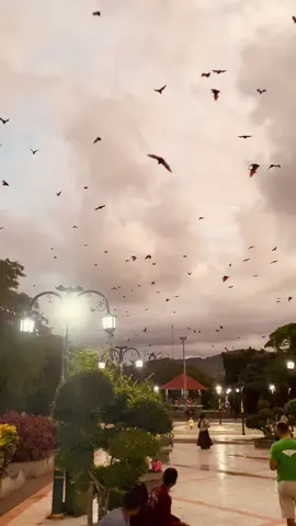 Soppeng merupakan salah satu kabupaten di Provinsi Sulawesi Selatan dengan ibu kota di Watansoppeng. Daerah ini dikenal dengan julukan Kota Kelelawar atau Kota Kalong. Sesuai namanya, Soppeng dihuni banyak kelelawar yang tinggal di jantung kota. Keberadaan kelelawar di Kabupaten Soppeng ini memiliki beragam cerita legenda. Salah satunya terkait janji setia kelelawar terhadap putri Raja Soppeng, La Temmamala. Sang putri kala itu pernah membuat perjanjian dengan hewan yang ada di Soppeng, termasuk dengan kelelawar. Perjanjian itu dibuat tak terlepas dari kemampuan putri La Temmamala dalam berkomunikasi dengan hewan. Sang putri bahkan disebut-sebut sangat akrab atau bersahabat dengan seluruh hewan yang ada di Soppeng. Mereka berjanji untuk saling menjaga sampai kapan pun. Singkat cerita, sang putri lalu dipersunting oleh seorang pangeran dari kerajaan lain. Setelah resmi menikah, pangeran mengajak sang putri untuk ikut dengannya melakukan perjalanan panjang ke daerah lainnya. Sang putri tak bisa menolak. Namun dalam perjalanannya, sang putri tak lagi kembali ke tanah Soppeng. Ketidakhadiran sang putri di tengah para hewan yang telah sepakat memegang janji akhirnya membuat situasi tidak terkendali. Mereka saling berebut kekuasaan. Hingga pada akhirnya, hewan-hewan tersebut memilih untuk pergi dari tanah Soppeng. Namun tidak dengan kelelawar yang tetap setia memegang janji menunggu kedatangan sang putri. #soppengkotakalong #soppeng #bumilatemmamala #legenda #sulawesiselatan #fyp #jaditau #lewatberanda 