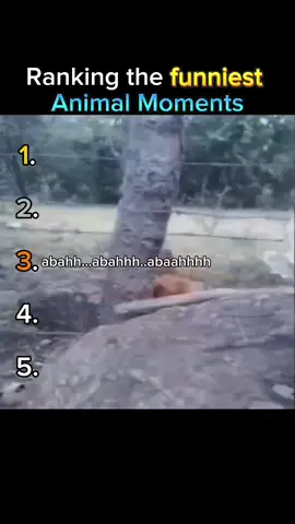 Top Funniest Animal & Pet Moments – #1 Is Too Funny! 😂 From goofy dogs to sneaky cats and wild animal fails, this countdown is pure chaos and laughs. Watch till the end and comment your favorite! #FunniestPets #AnimalFails #PetMoments #ViralAnimalClips #FunnyPetReels #PetComedy #TikTokAnimals #PetTok #HilariousPets #AnimalsOfTikTok #fyp #fypシ゚viral #fyppppppppppppppppppppppp 
