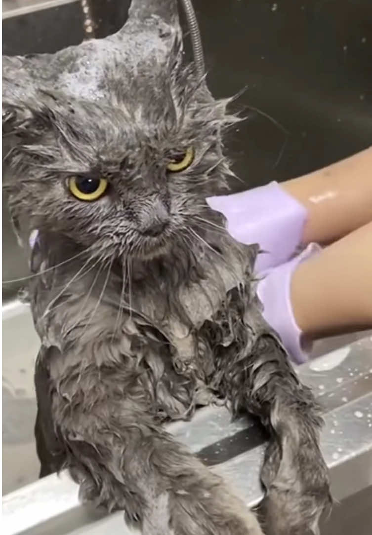I have a little cat that has always been afraid of taking a shower. How is it at your house? 😵‍💫#CartyonMett greenscreen #Inverted #catsoftiktok #catlover #cats#funnyvideos #funnycats #cutcat