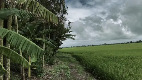 #xhuongtiktok 