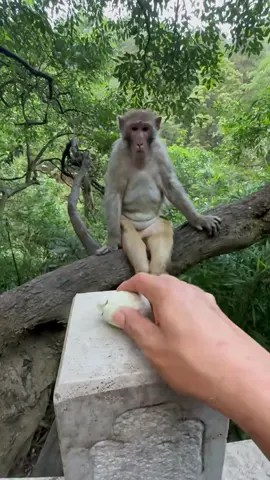 #monkey #monkeysoftiktok 