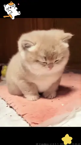 Do you love Kittens ？#cats  #kittens #cutthet #foryou #fyp #catsoftiktok 