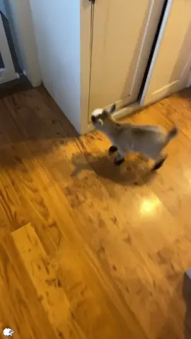 Funny cute goats🐏🤣#goat#goats #sheep#funny #for #foryou #fyp #foryoupage #funnyvideo #cute #pet  #animal#usa🇺🇸 #happy 