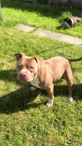 Precious boy🫶🏻 #zeus #myboy #xlbully #xlbullynation #doglovers #dogsoftiktok #viraldog #fyp #xlbullies #mybaby 