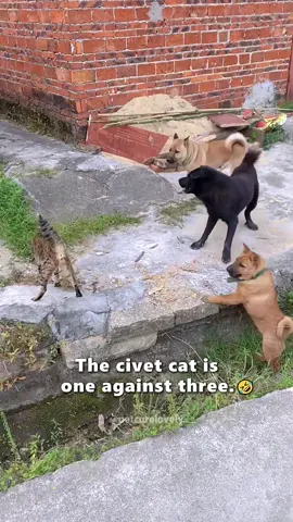 the end👍#us #unitedstatesofamerica🇺🇸 #unitedstates #cat #cats #cutecat #catlover #catsoftiktok #fyp #foryou #foryoupage #funny #fypシ #funnycat #funnyvideos #funnytiktok #funnyanimals #kitty 