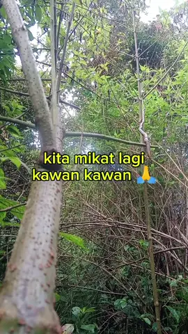 pikat burung di hutan #kicaumania  #pikatburung 