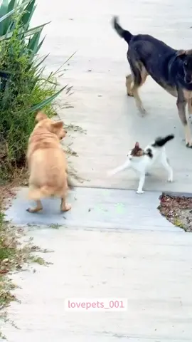 Cat vs Dog.#cats #cutecats #foryou #funnytiktok #funnyvideos #usa #funnyanimals #fypシ #cute #funnycat #catlover #funnypets #viral #funny 