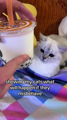 how else do u think boba is made #fyppppppppppppppppppppppppppppppppppp #kitten #catsoftiktok #doobscoobgoob #fypdongggggggg 
