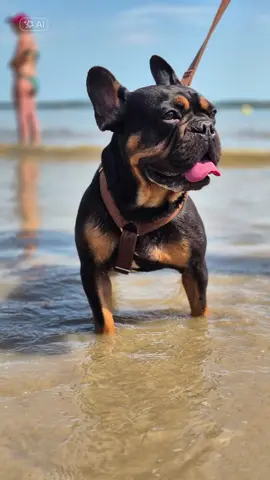 J A D O R E 🤎🖤 Min Guizmo 🐶 #CapCut #Bouledogue #bouledoguefrancais #bouledoguefrancaisexotique #frenchbulldog #boubou #CollageStitch #effet #montage #montagephoto #montagevideo #fyp 