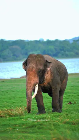 Tusker Sumedha returns to his native land after the accident 🐘🍃💫  #fyp #foryou #tusker #fypage #foryoupage #viral #tuskersumedha #sumedha #tuskers #minneriya #srilankatuskers #trending #elephnat #srilanka #srilankanwildlife #srilanka🇱🇰 #bbc #bbcwildlifemagazine #wildlifephotography #wildlife #visitsrilanka #royaltuskers #niklesh_mahanama #travel_with_nikii_💫 