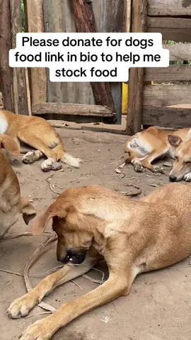 You have a good heart and donated to help these babies  #dogs #Usa #doglover #foryoupage #goviral 