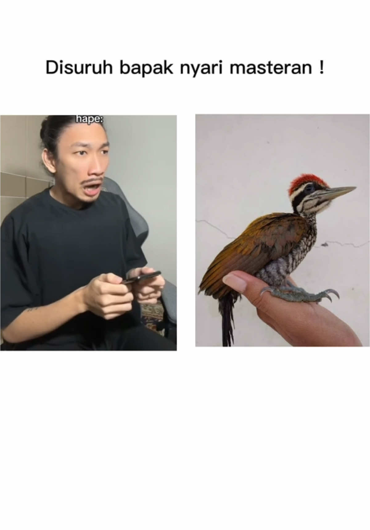 Masteran terbaik 🔥🔥🔥 #CapCut #kicaumania #gacormaxx #muraibatu #murai #muraimedan #muraibatumania #burung #muraibatuindonesia #lovebird #lovebirdmania #kacer #cendet #kenari #pleci #jalak #cucakijo #kolibri #konin #sogon #trucuk #pelatuk #masteran 