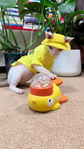 #cataccessories #catsoftiktok #catmom #catlife 