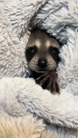 IM JUST A BABY #bennyrafaraccoon #fyp #memories 