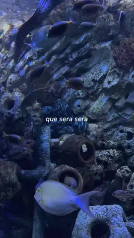 the future's not ours to see #queserasera #aesthetic 
