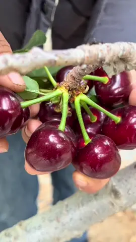 Thu hoạch cherry #garden #farming #harvest #vegetables #fruit  