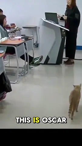 This cat has been going to university for 5 years… and he might actually graduate. 🎓🐱 #C#CatTokA#AnimalStoryW#WholesomeContentC#CampusLifeE#EmotionalVideoO#OscarTheCatC#CuteAnimalsS#StorytimeA#AnimalLoversfyp 