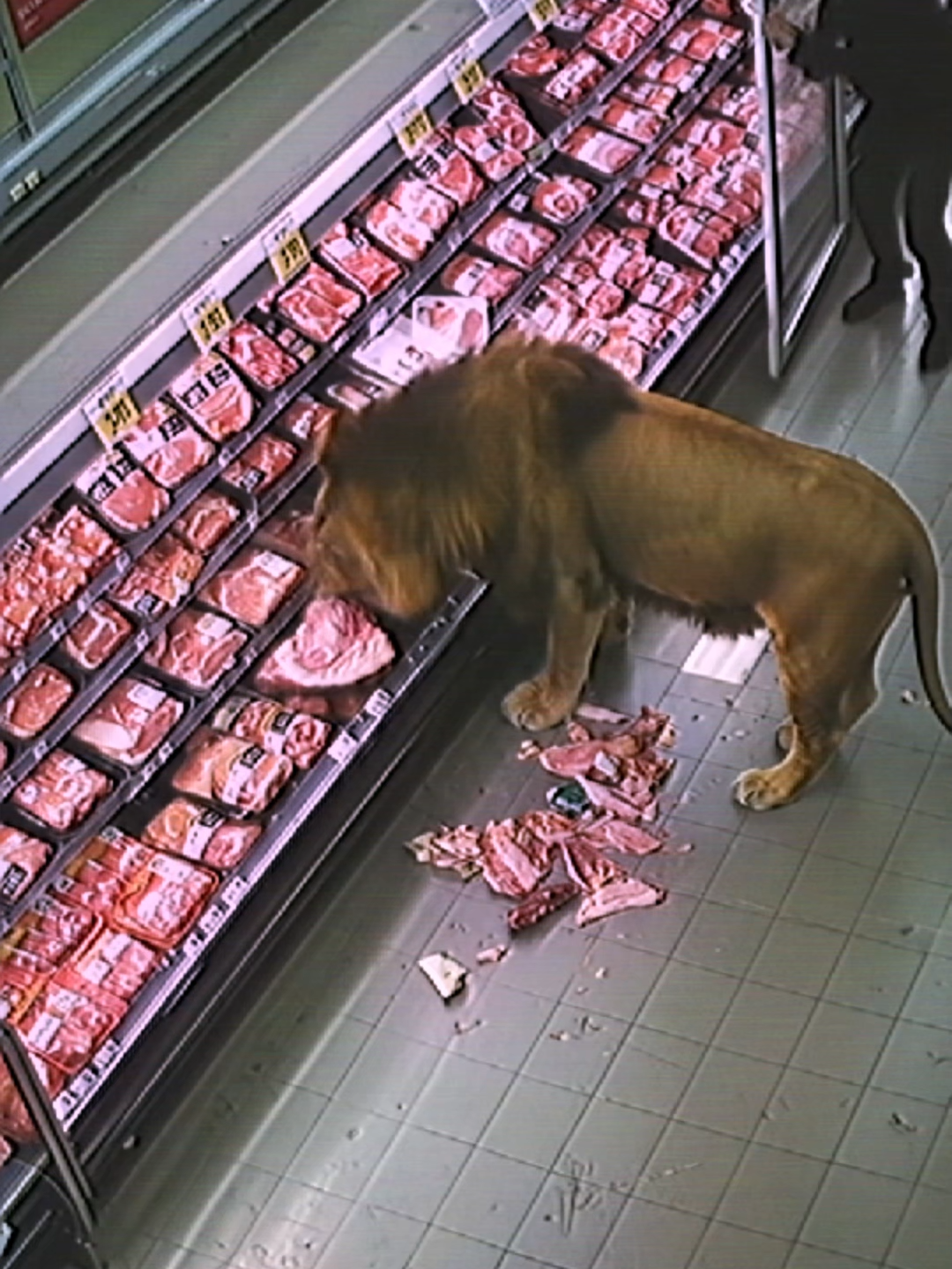 Wild Lion Storms Into Grocery Store#animals #wildanimals #Lion #Africa