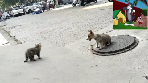 Cat teasing dog#nature🐾 #cat#dog#teasing#tomandjerry 