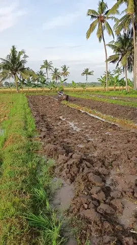 petani thailand