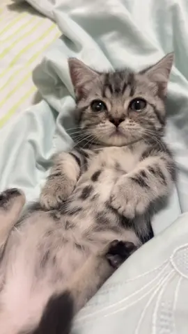 #fyp #trending #cat #kitty #cute 