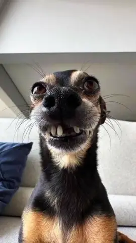 tente não rir 😂 #memesbr #tentenãorir #memecut #pets #petcomedy #funnyanimals #animaisengraçados #funnymemes #funniest #compiladodememes #compilation #dog #cat #cachorros #gatos 
