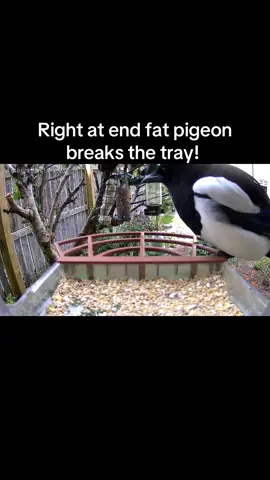 #gardenbirds #birdcam #birdfeeder #woodpigeon 