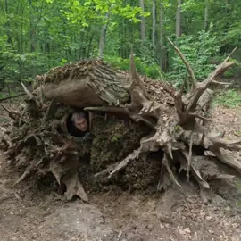 How I built a safe shelter under a tree to survive in the natural forest ##2025 #camping #travel #bushcraft #survival #discover 