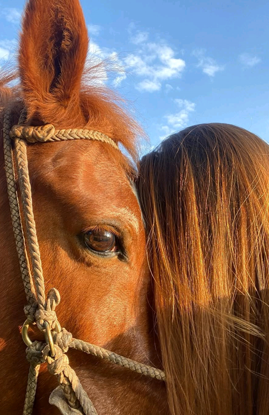 🐎❤️‍🔥 #fyp #foryoupage #fypシ゚ #matogrosso #CapCut #goias #fazenda #animais #roça #cavalo #cowgirl #cowboy 