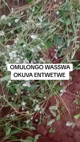 #follow #10000million #10000million ##wakisouganda #mukono #mukono #fyp #ugandatiktok🇺🇬 #gulu #koseza #goviral #pppp #yyy #fyp 