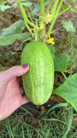 the sounds of our new backyard make me so happy ✨ #dfwmoms #texasmoms #ingroundgarden #texasgardens #growyourownfood #zucchini #tomatoes #cucumbers 