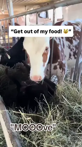 MOOOOVEE!! 😆😭👏 