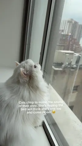 my shayla 🥹  #catchirp #catsoftiktok #fyp 