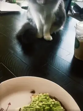 Cats pretend to be busy when they are embarrassed 