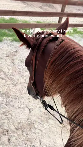 And I swear braiding manes is the key to bonding 😂 #horses #horsetrainer #quarterhorses #ranchlife #yellowstone #horsegirl #cowgirl 
