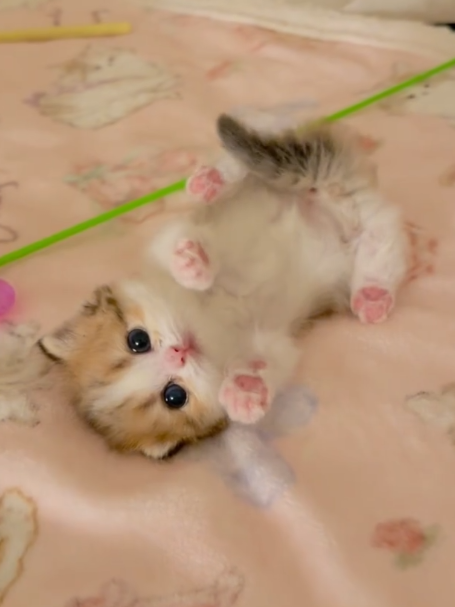this smol kitten is so cute 🥹