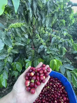 Cafetales 🌱☕️ #cafetales #peru🇵🇪 #semillasdecafe #variedadcastillo #gollymaccafe #campo #sanignacio #calidad #fincasdecafe 