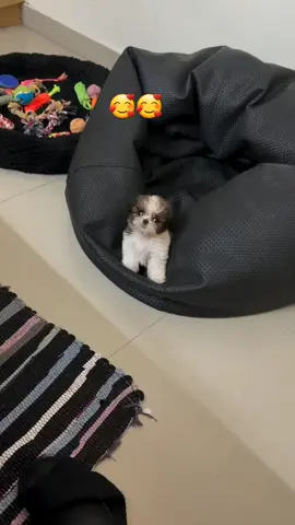 adorable shihtzu puppies ready for adoption and rehoming  #shihtzupuppy  #shihtzusoftiktok 