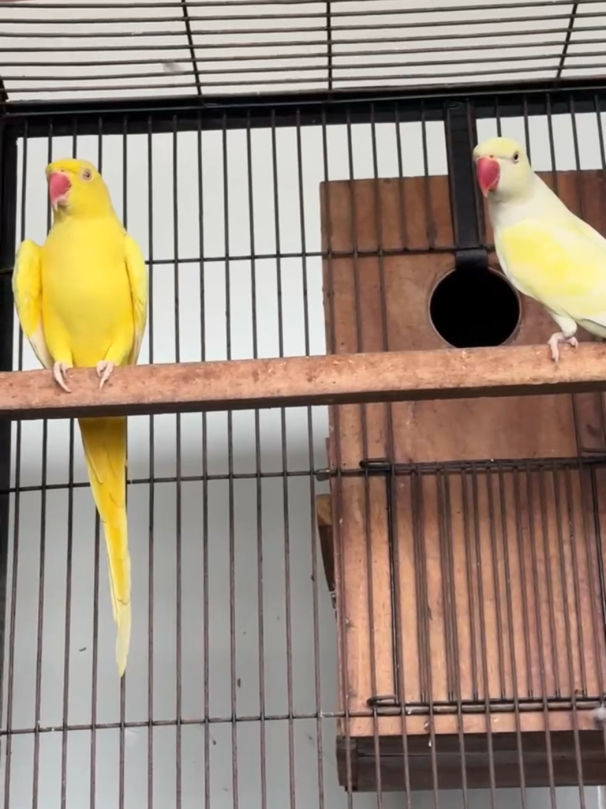 Meri dunya Parindy 💛🤍 #ringneck #parrottalking #parrot #cute #birds #rawparrot #foryou #viral 