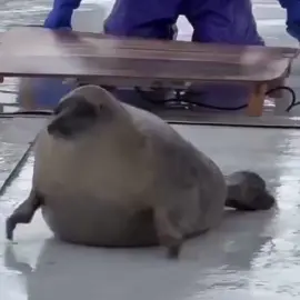 Rock that body! #silly #sealtok #seal 